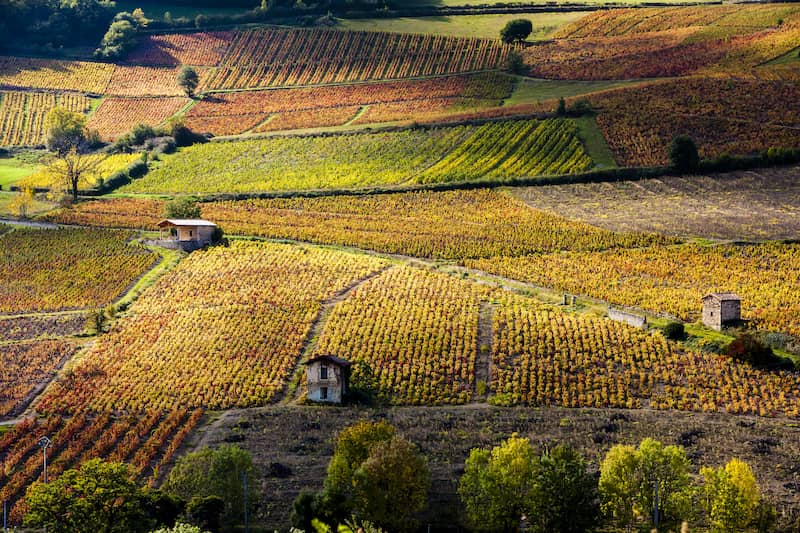 La webTV des Beaujolais Nouveaux