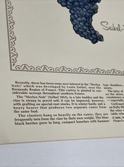 2 Rare 1969 Prints Grapes Wine Walter S. Taylor Finger Lakes Wine Museum NY