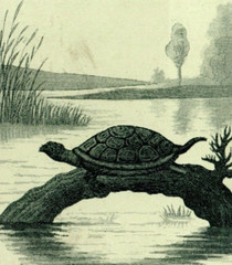 Saginaw City, Michigan Pure Wines & Liquors Medicinal Purposes Tradecard Turtle