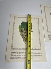 2 Rare 1969 Prints Grapes Wine Walter S. Taylor Finger Lakes Wine Museum NY