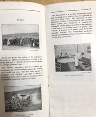 1920s Champagne Vine Country Wine Georges Chappaz Booklet Moet & Chandon France
