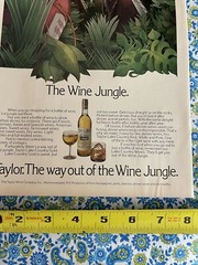 Vintage 1976 Taylor Wine Print Ad “The Way Out Of The Wine Jungle” Ad Only
