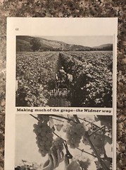 1961 Widmers New York State Wines VTG 1960s 60s PRINT AD Lake Niagara & Roselle
