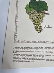 2 Rare 1969 Prints Grapes Wine Walter S. Taylor Finger Lakes Wine Museum NY