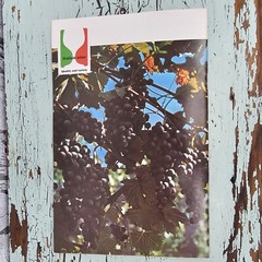 Vintage Italian Wine Guide with Foldout 1982 Italian Wine Center Product Booklet