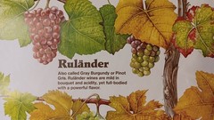 Vintage Mainz West Germany Wine Stabilization Fund Grape Varieties Poster 33×23½