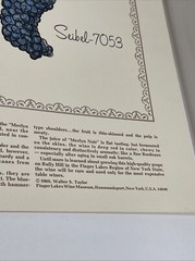 2 Rare 1969 Prints Grapes Wine Walter S. Taylor Finger Lakes Wine Museum NY