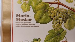 Vintage Mainz West Germany Wine Stabilization Fund Grape Varieties Poster 33×23½