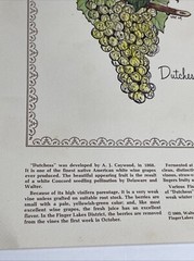 2 Rare 1969 Prints Grapes Wine Walter S. Taylor Finger Lakes Wine Museum NY