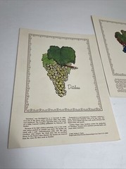 2 Rare 1969 Prints Grapes Wine Walter S. Taylor Finger Lakes Wine Museum NY