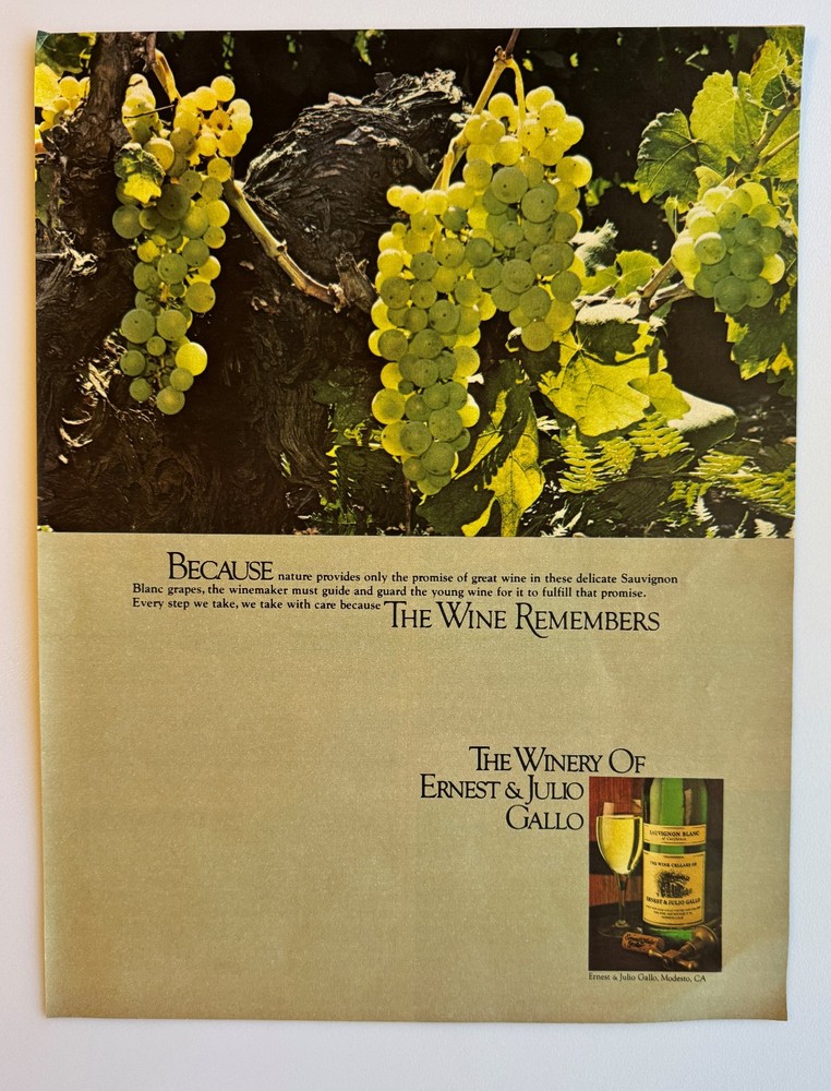 1979 Sauvignon Blanc Grapes Winery Of Ernest And Julio Gallo Vintage Print Ad