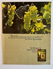 1979 Sauvignon Blanc Grapes Winery Of Ernest And Julio Gallo Vintage Print Ad