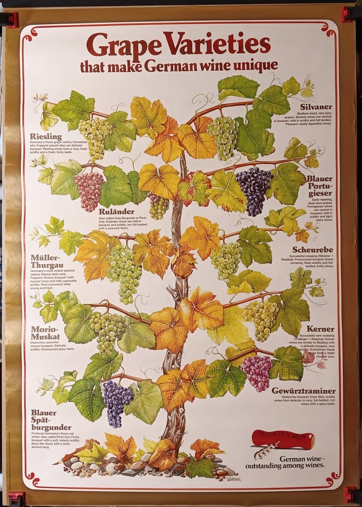 Vintage Mainz West Germany Wine Stabilization Fund Grape Varieties Poster 33×23½