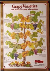 Vintage Mainz West Germany Wine Stabilization Fund Grape Varieties Poster 33×23½
