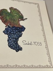 2 Rare 1969 Prints Grapes Wine Walter S. Taylor Finger Lakes Wine Museum NY