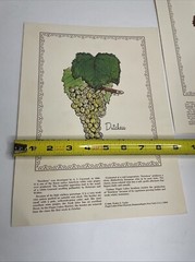 2 Rare 1969 Prints Grapes Wine Walter S. Taylor Finger Lakes Wine Museum NY