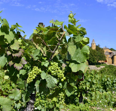 Beaujolais Nouveaux en été - © JB LAISSARD