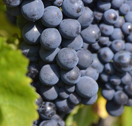 Beaujolais Nouveaux Automne - © JB LAISSARD