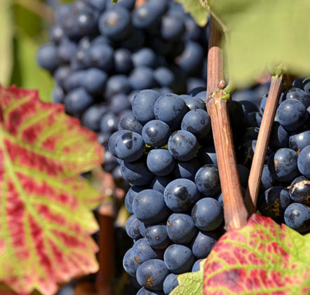 Beaujolais Nouveaux Automne - © JB LAISSARD