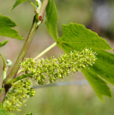 Vigne Beaujolais Nouveaux au printemps - © JB LAISSARD