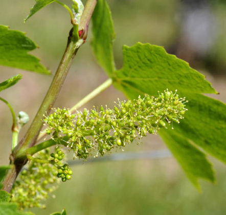 Vigne Beaujolais Nouveaux au printemps - © JB LAISSARD