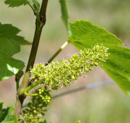 Vigne Beaujolais Nouveaux au printemps - © JB LAISSARD