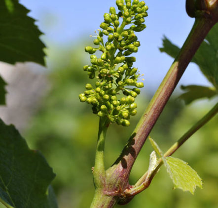Vigne Beaujolais Nouveaux au printemps - © JB LAISSARD