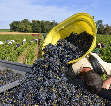 Vendanges Beaujolais Nouveaux - © JB LAISSARD