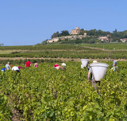 Vendanges Beaujolais Nouveaux - © JB LAISSARD