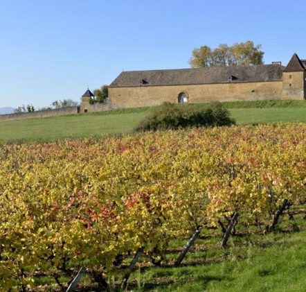 Beaujolais Nouveaux Automne - © JB LAISSARD