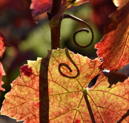 Beaujolais Nouveaux Automne - © JB LAISSARD