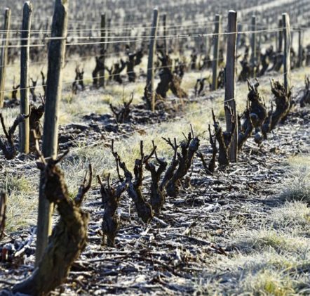 Beaujolais Nouveaux Hiver - © JB LAISSARD