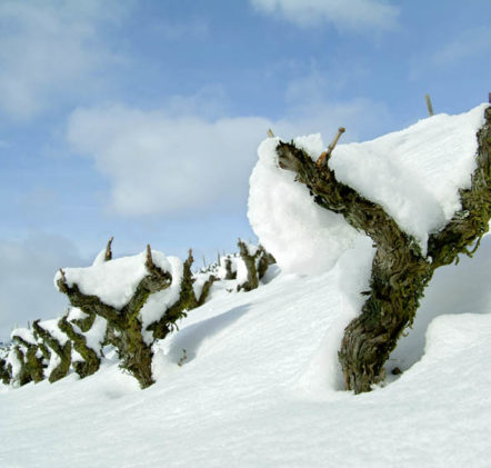 Beaujolais Nouveaux Hiver - © JB LAISSARD