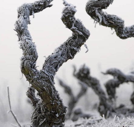 Beaujolais Nouveaux Hiver - © JB LAISSARD