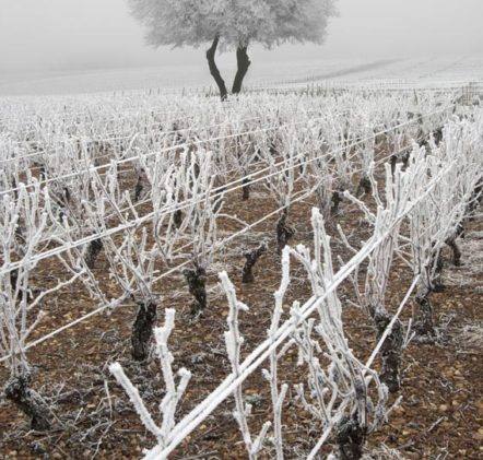 Beaujolais Nouveaux Hiver - © JB LAISSARD