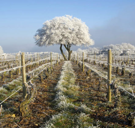 Beaujolais Nouveaux Hiver - © JB LAISSARD