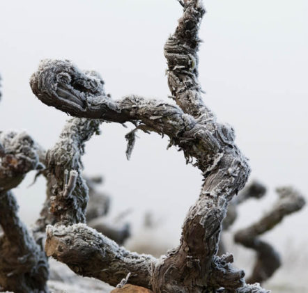 Beaujolais Nouveaux Hiver - © JB LAISSARD