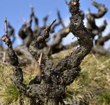 Beaujolais Nouveaux Hiver - © JB LAISSARD