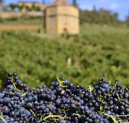 Vendanges Beaujolais Nouveaux - © JB LAISSARD