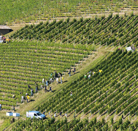 Vendanges Beaujolais Nouveaux - © JB LAISSARD
