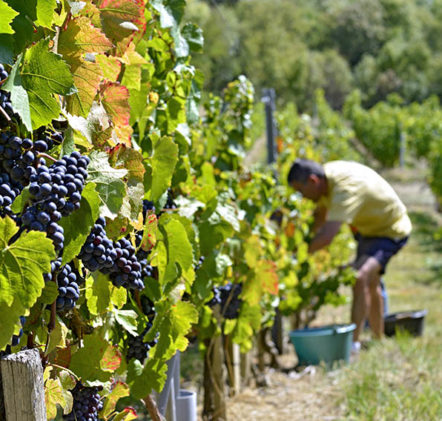 Vendanges Beaujolais Nouveaux - © JB LAISSARD