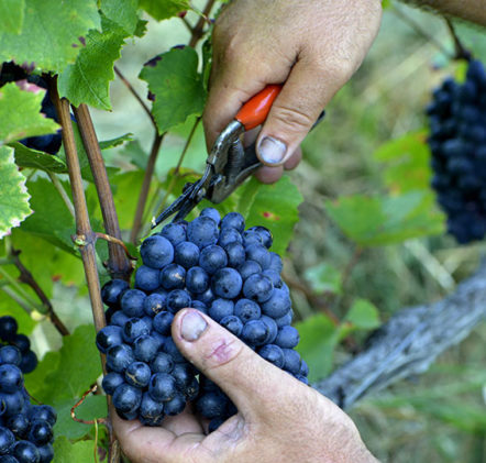 Vendanges Beaujolais Nouveaux - © JB LAISSARD