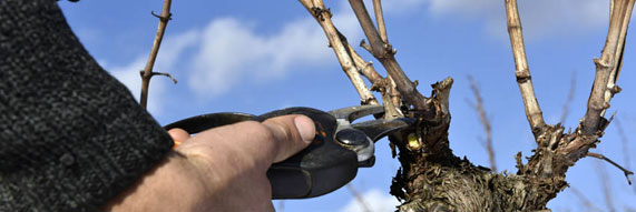 Beaujolais nouveaux Savoir-faire