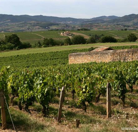 paysages beaujolais villages - © Daniel GILLET