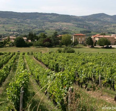 paysages beaujolais villages - © Daniel GILLET