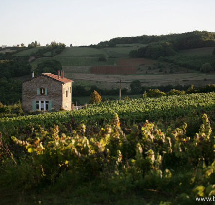 paysages beaujolais - © Daniel GILLET