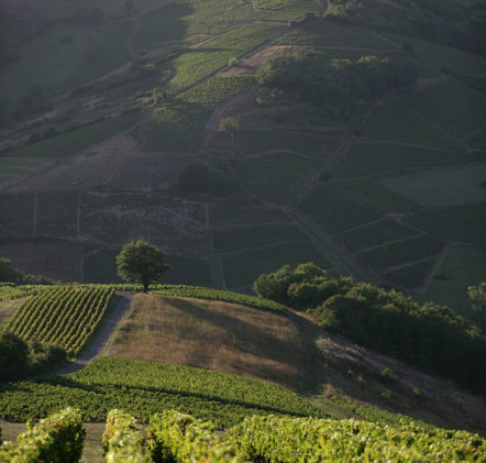 paysages beaujolais - © Daniel GILLET