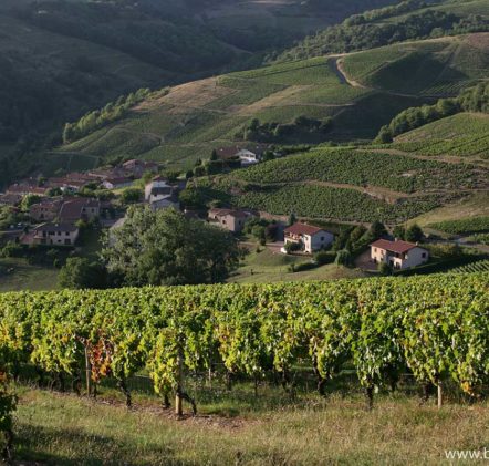 paysages beaujolais - © Daniel GILLET