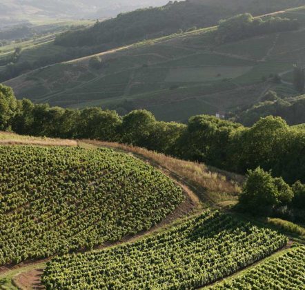 paysages beaujolais - © Daniel GILLET