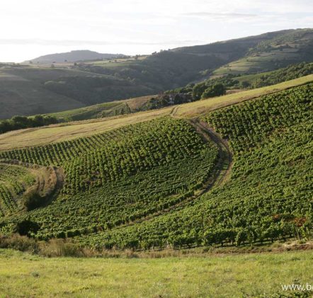 paysages beaujolais - © Daniel GILLET